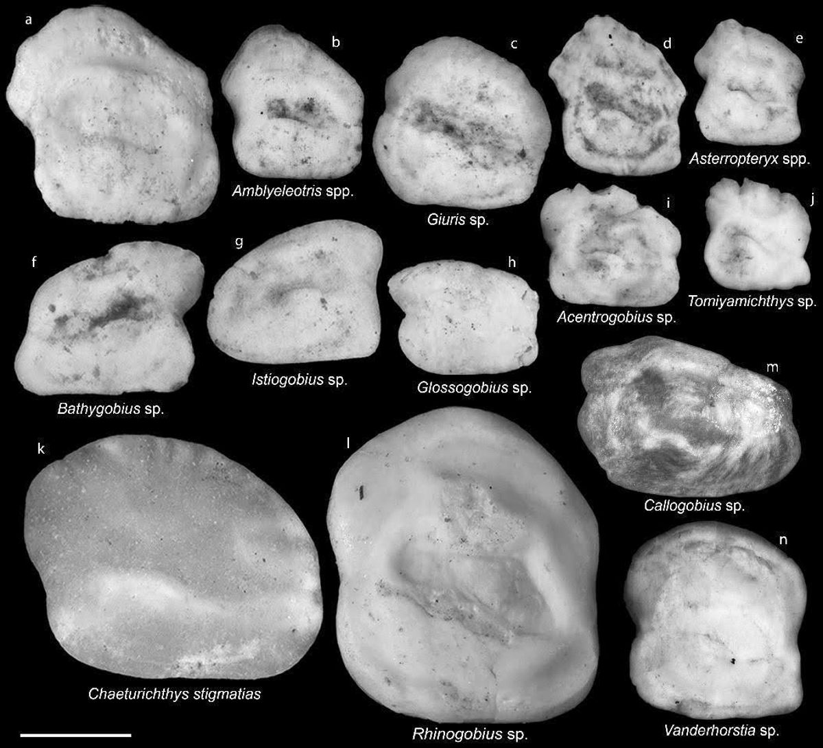 考古與古生物學的跨域對話：重現台灣3000年前的漁業生活