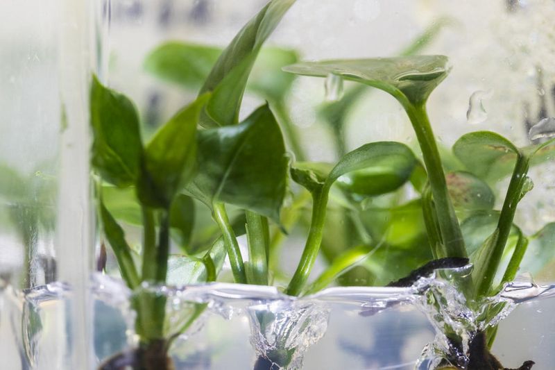 肝臟解毒應用於室內空污 「加了兔子DNA的植物」開啟新頁