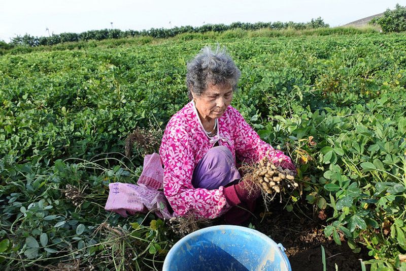 超乎想像的台灣豆 你認識哪幾種?