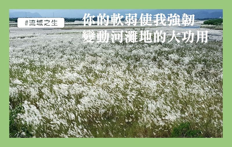 動態平衡的魔力，為什麼河流需要變動河灘地？