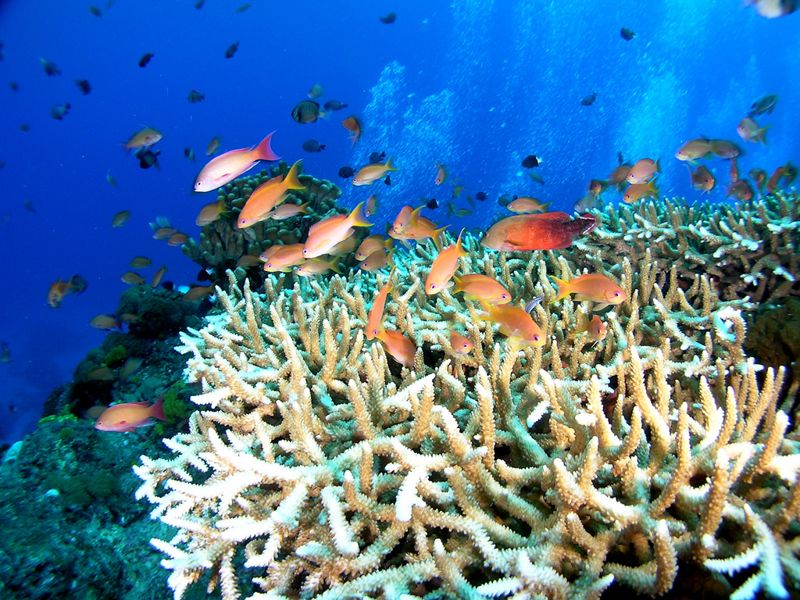 如果全球升溫2°C 科學家：下個世代可能就看不到珊瑚礁