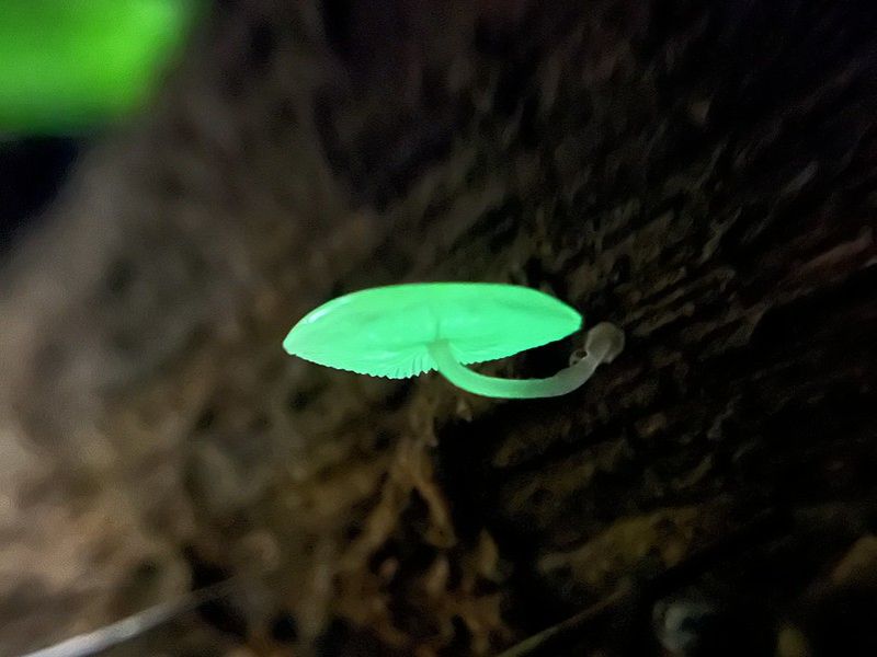 越暗的地方我越亮！ 會自己發光的螢光小菇