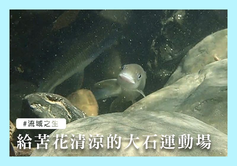 給苦花清涼的大石運動場