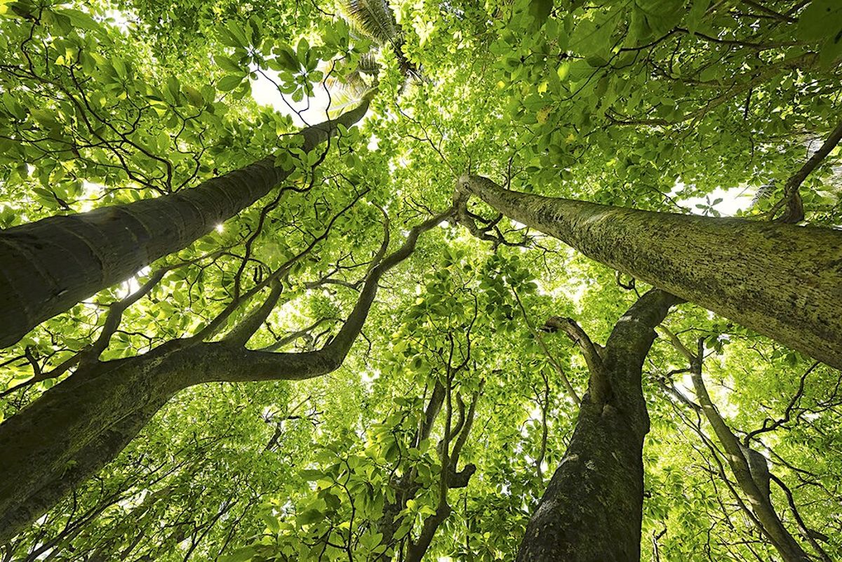 研究：極端高溫削弱森林吸碳力 全球81%植被地區受衝擊