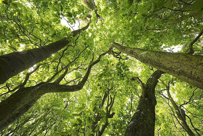 研究：極端高溫削弱森林吸碳力 全球81%植被地區受衝擊