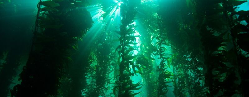 加州巨型海帶森林孕育生物多樣性 每年減碳效益高達5000億美元