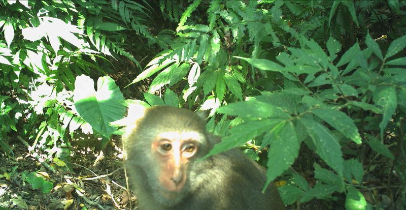 疫情休園少了人潮 嘉義阿里山、新北滿月圓成動物天堂