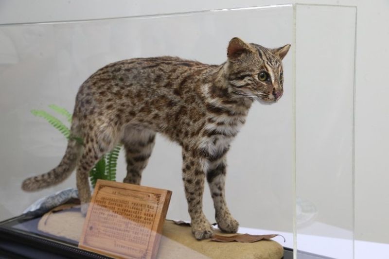 生多所野生動物急救站成立30年 教大眾減少人為傷害分享保育撇步