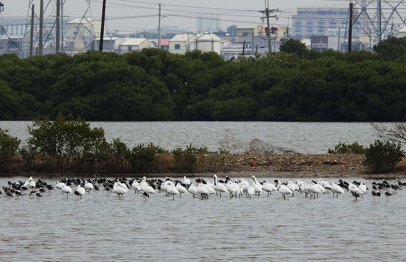 永安濕地乾涸 黑琵不來？鳥會：問題非缺水、而是缺專業管理