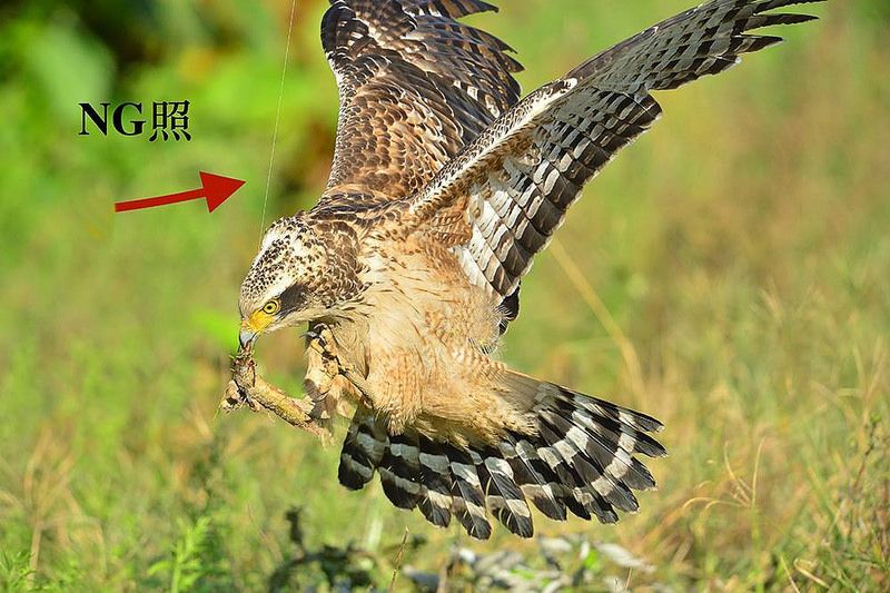 餵豬肝、綁食物 「偽生態照」反傷大冠鷲犯眾怒