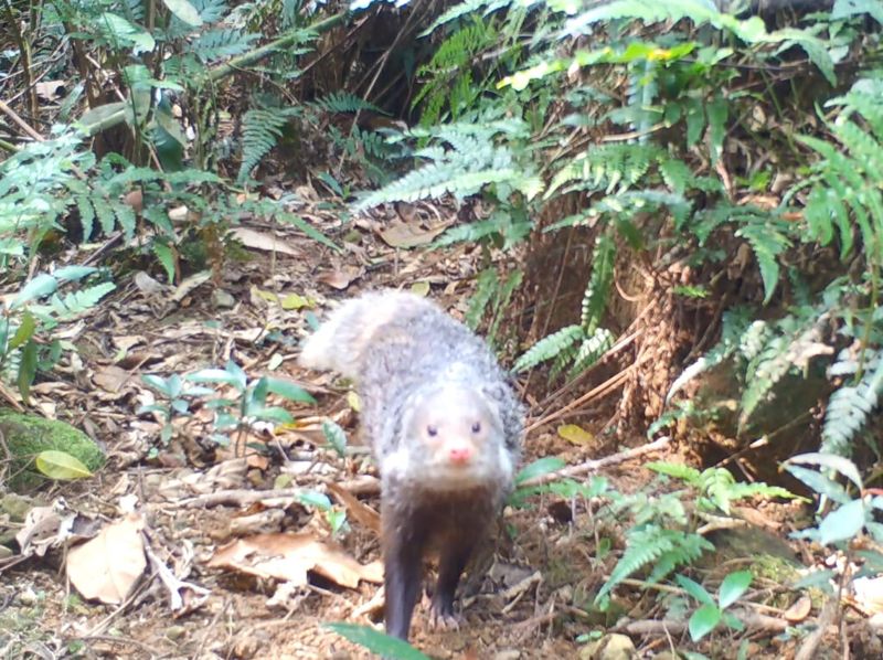 最「獴」保育類 身披棕簑、傍水而生的食蟹獴