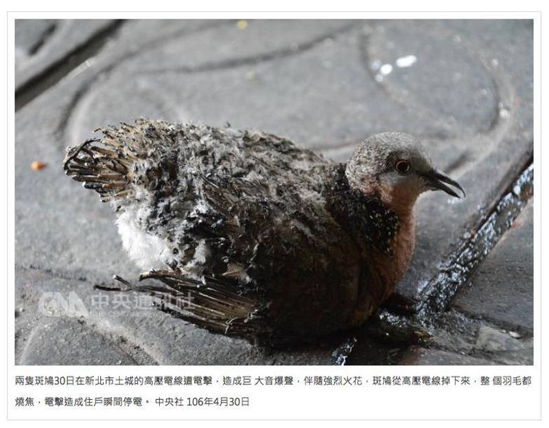 不只是「笨笨的死法」 鳥類撞電線大有玄機