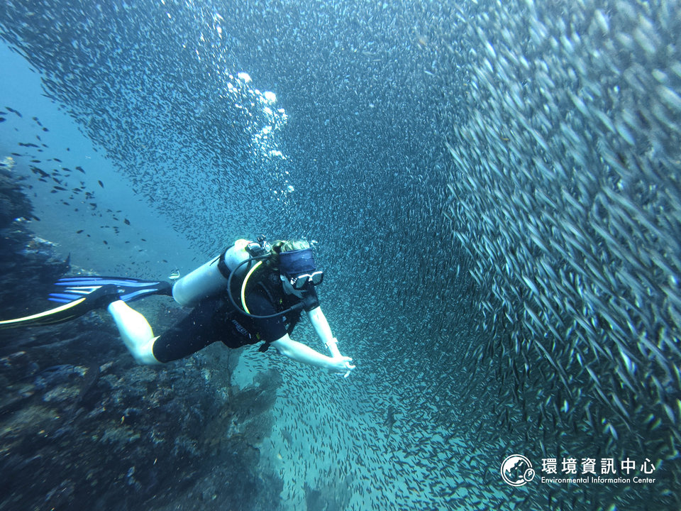 斯米蘭與素林群島國家公園水下生態豐富，魚群多如魚牆，在躲避獵食者時會鋪天蓋地逃竄。攝影：黃小莫