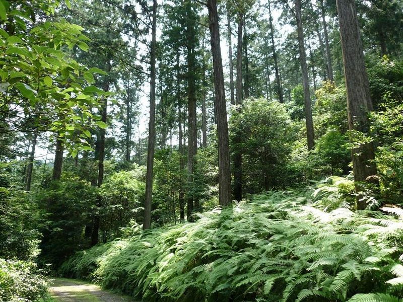 衛生紙搶購啟示錄：本土林業疲弱 恐非永續之路