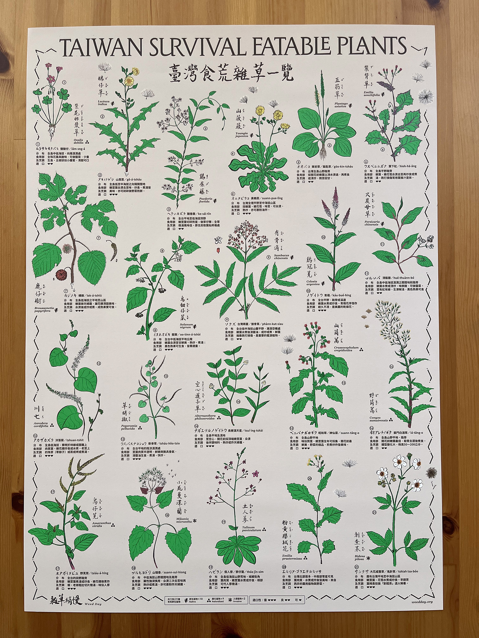 《臺灣食荒雜草一覽》從日治時期《臺灣食用野草一覽圖》出發,重新探討植物、歷史、民主與生態議題,是林芝宇近年的代表作品之一。圖片來源:林芝宇 提供