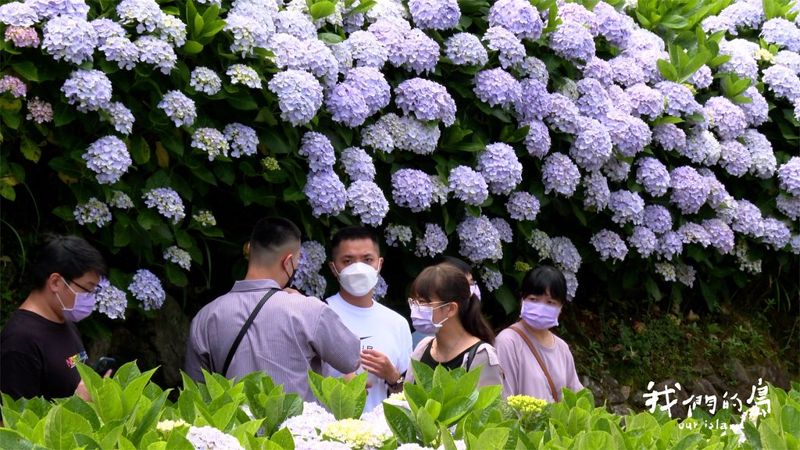 花田喜事 陽明山竹子湖花卉減藥試驗進行中