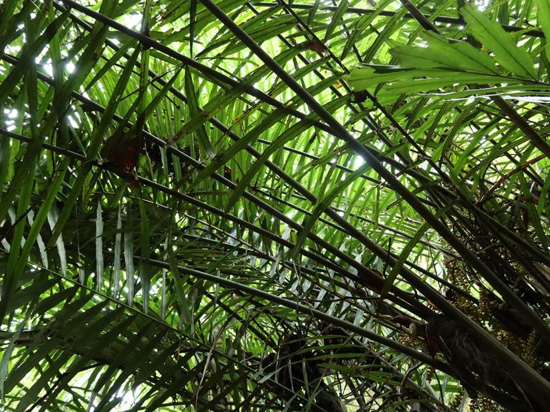 台灣原生棕櫚科植物 活在賽夏神話與先民日常的山棕