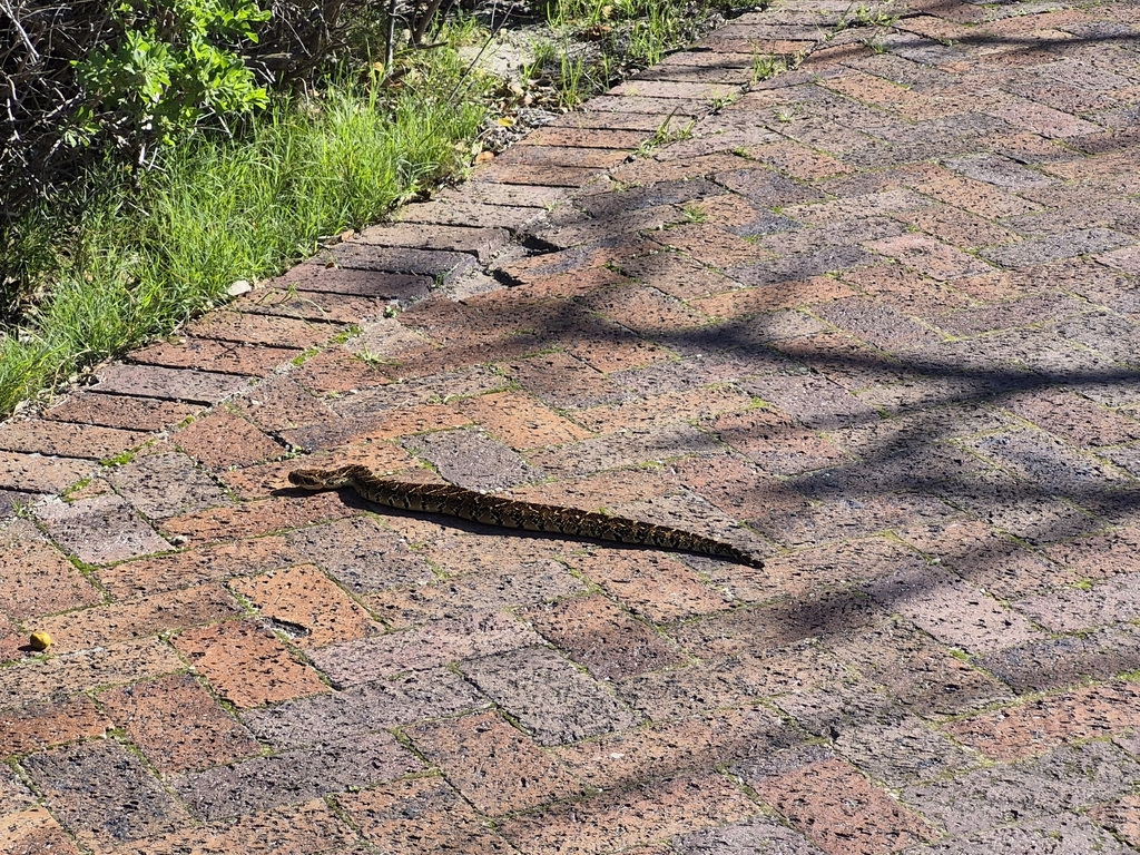 非洲的膨蝰（puff adder）因天氣太熱、棲地減少，而有滅絕的風險。圖片來源：aakifah/iNaturalist（CC BY-NC 4.0）
