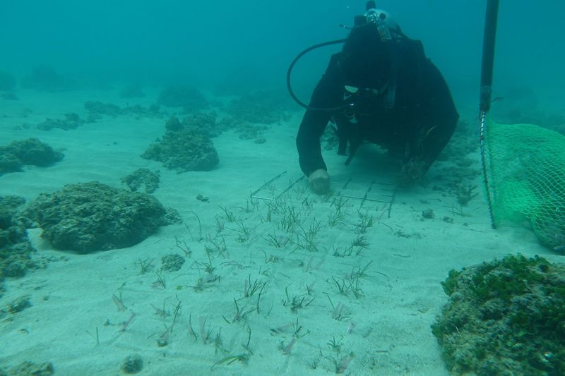 看好森林土壤、海洋藍碳 農委會：2040年要增1000萬公噸自然碳匯