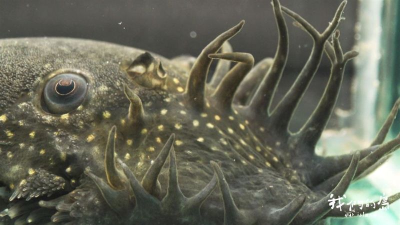 異形又來了 台中霧峰現新興外來種「大鬍子異形魚」 恐威脅原生種