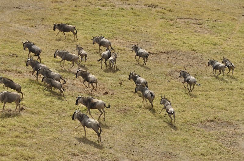 全球升溫使動物「迫遷」 人類生活終將受衝擊