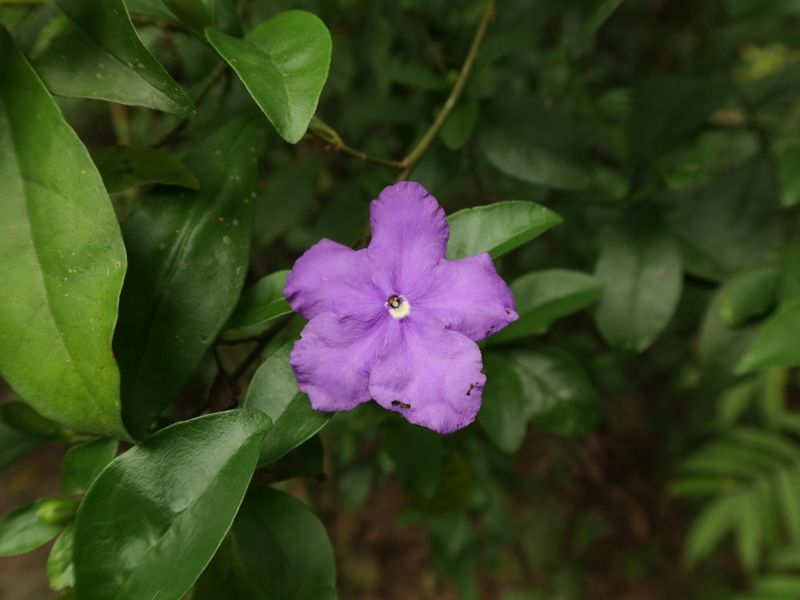 褪色飄香的變裝美人：番茉莉