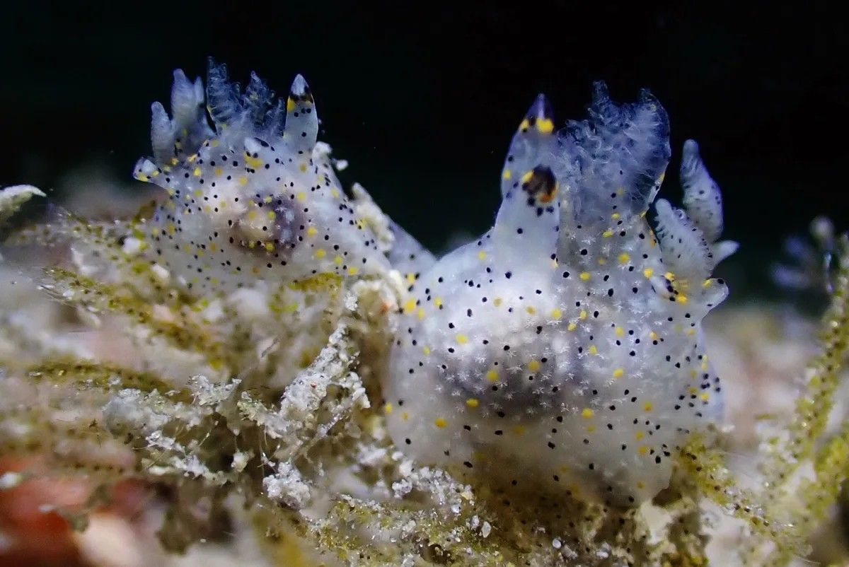 台灣東北角發現新種「芝麻角鞘海蛞蝓」 休閒潛水推動科學登國際期刊