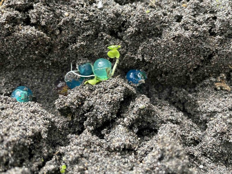 種子變「珍珠」再搭無人機空投! 宜蘭大學新技術助崩塌地復育