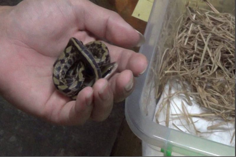 通報獵捕有效 保七循線解救黑眉錦蛇、鉛色水鶇