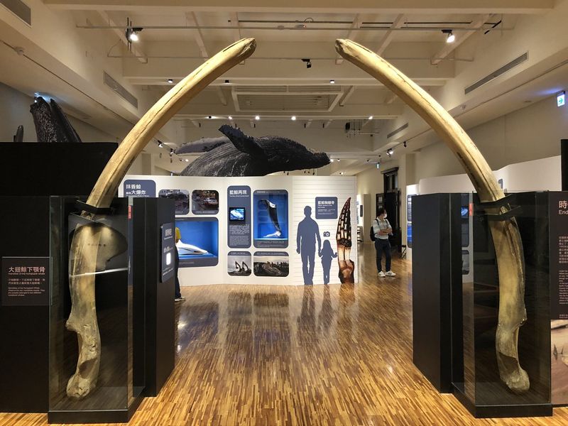 那些在台灣近海擱淺的鯨豚告訴我們的事：逛特展累積「鯨」驗值