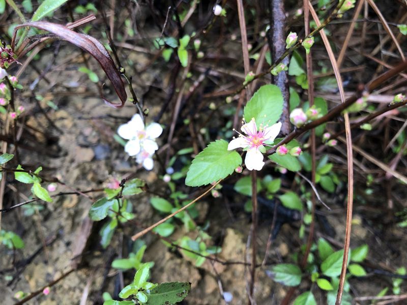 踏出植物保育第一步 國家植物園方舟計畫上路