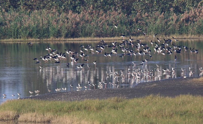 Taiwan Internationally Recognized for Stellar Contributions to eBird Database— Has 10 years of Citizen Science to Thank