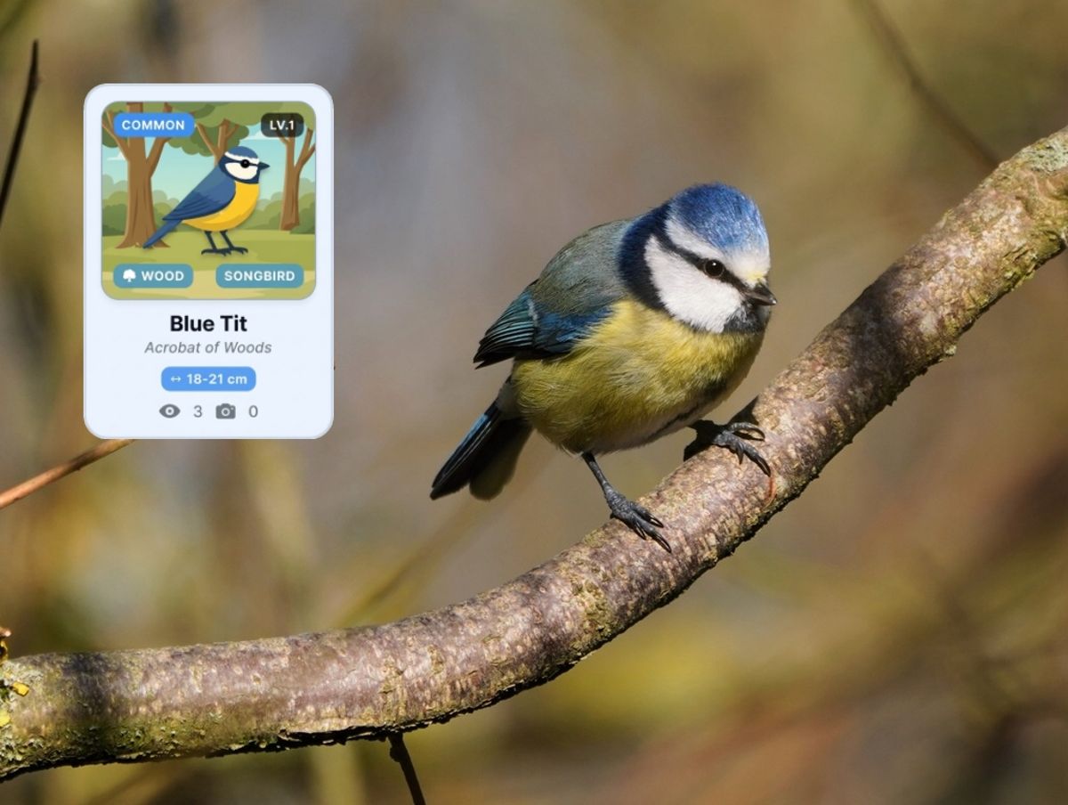 把自然變成遊戲 英國Birdex賞鳥APP「像寶可夢一樣好玩」