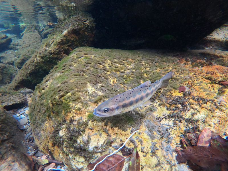 氣候變遷衝擊櫻花鉤吻鮭 武陵農場「退耕造林」守護國寶魚棲地