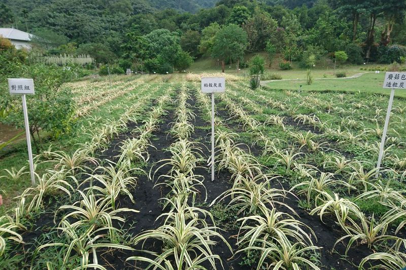 鳳梨田的循環農業學 纖維再利用、生物炭有機耕作 減廢又固碳