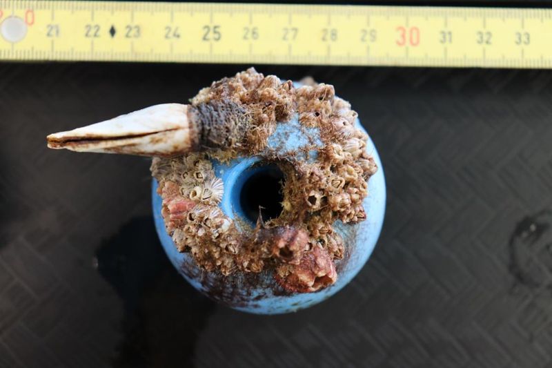 海岸生物隨塑膠垃圾漂流外海 學者憂「新遠洋群落」成生態陷阱