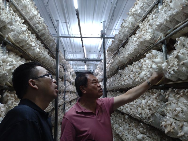 台中新社杏鮑菇碳足跡盤查 製造階段碳排占八成最多
