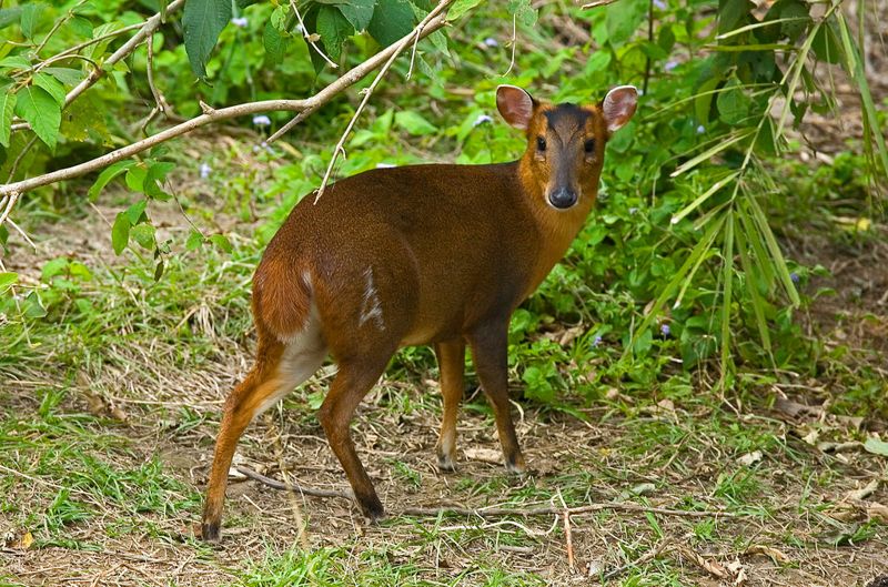 沒有野生動物何來狩獵？ 顏聖紘：維護獵場需跨領域合作