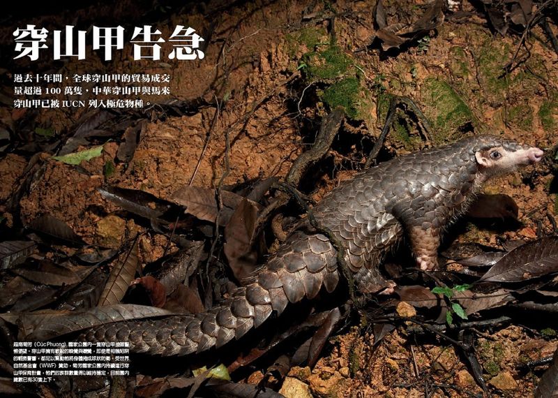 穿山甲告急