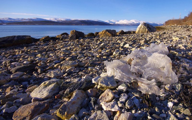 微塑膠毒害海洋 中研院發現：潮間帶生物後代死亡率增3倍