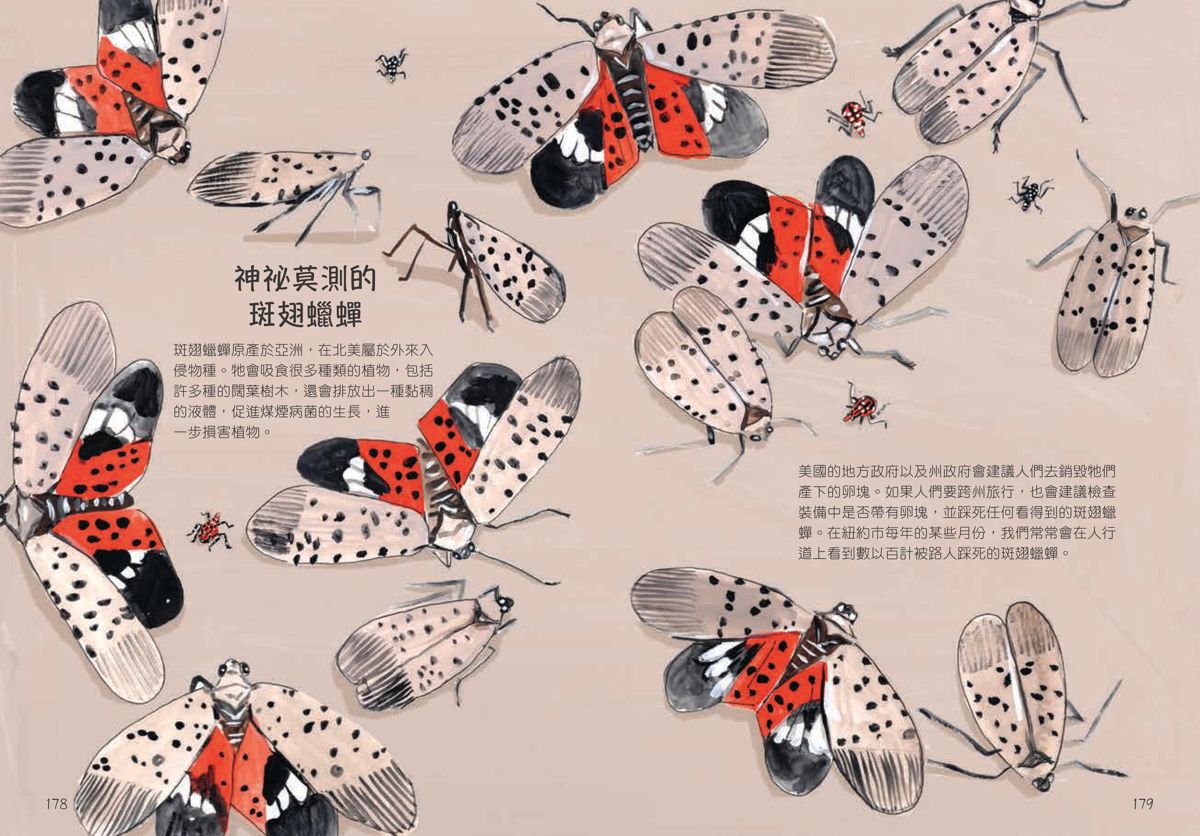 《昆蟲解剖書》 以手繪插圖詮釋色彩最鮮豔的昆蟲