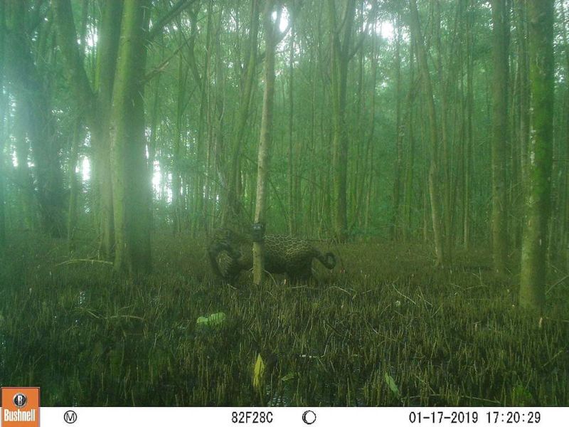 缺食物？ 首次紀錄到美洲豹下海捕魚 亞馬遜科學家謹慎以對