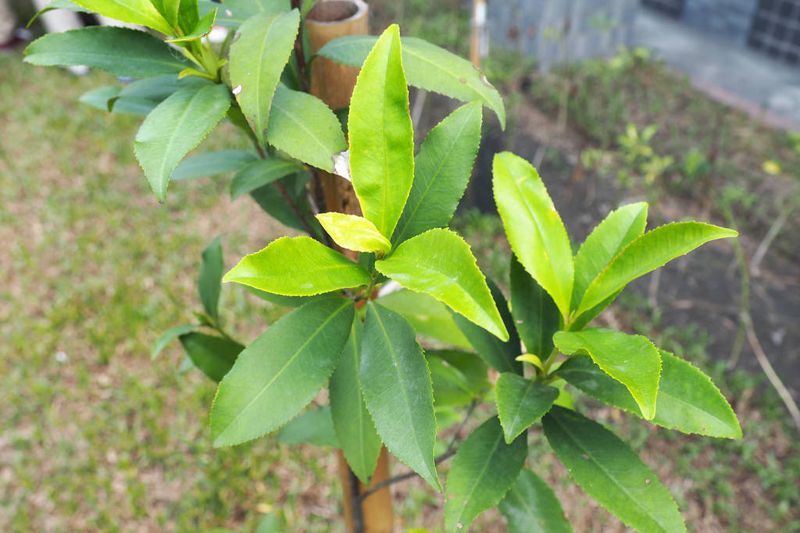 消失80年 武威山烏皮茶再現 屏縣啟動珍稀植物保育行動