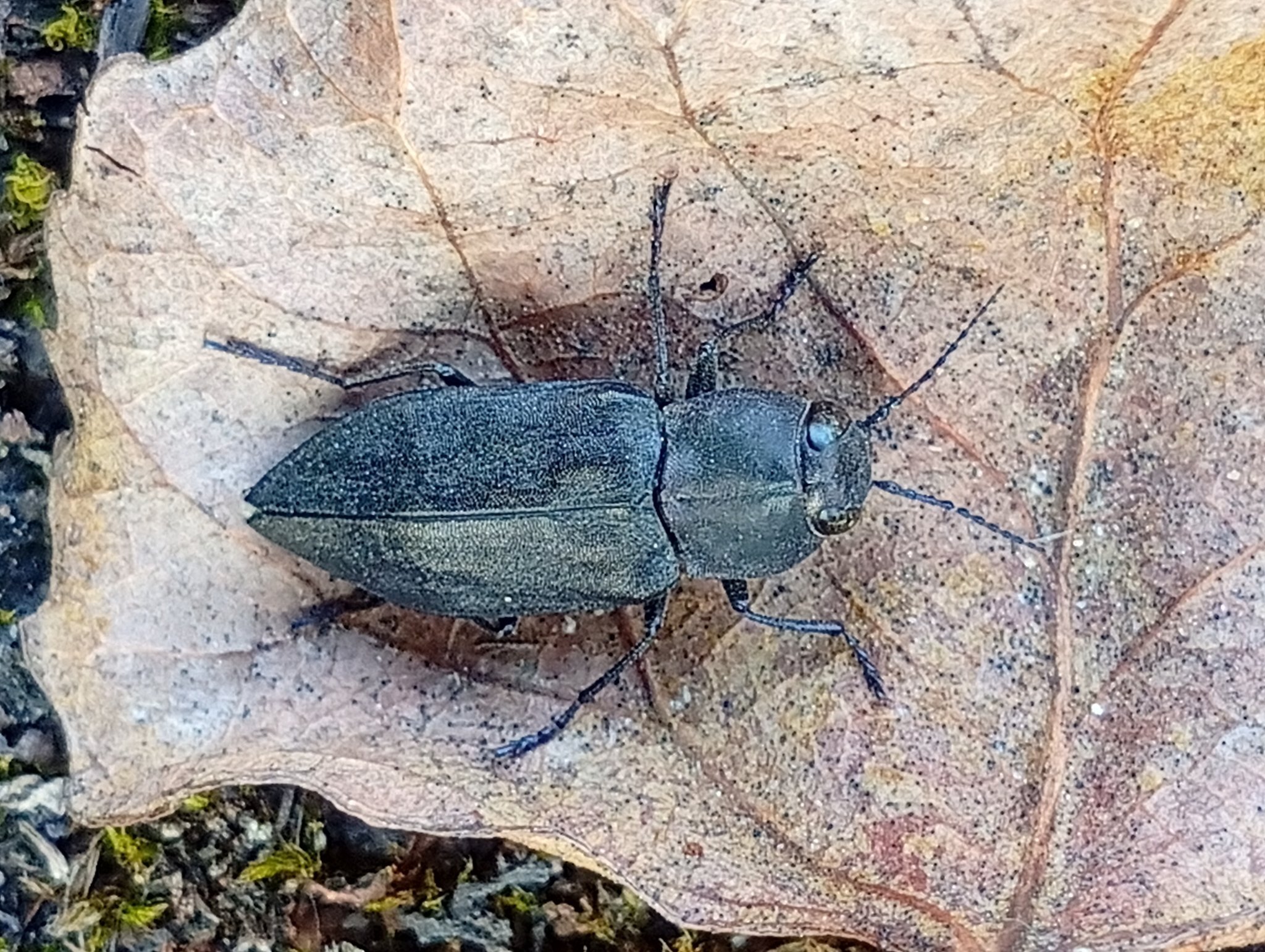 黑吉丁蟲是一種「喜火性昆蟲」（Pyrophilous insects），火一熄，牠就飛進焦黑的林地產卵：這種甲蟲的幼蟲只能在剛燒完的樹裡發育。圖片來源：insecta_ua／iNaturalist（CC BY-NC 4.0）