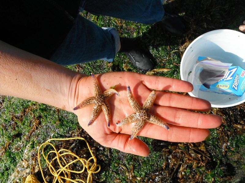塑膠垃圾載運海洋生物 外來種「搭便車」入侵海岸