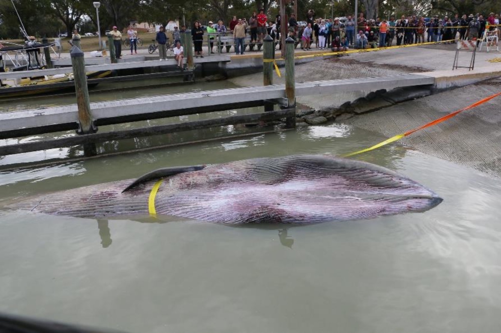 墨西哥灣萊斯鯨(Rice’s whale)僅剩51隻,油氣開發的污染、噪音、船隻往來等,都可能影響牠們的生存。圖為死亡的萊斯鯨正被拖往岸上進行屍檢。圖片來源:FWC Fish and Wildlife Research Institute