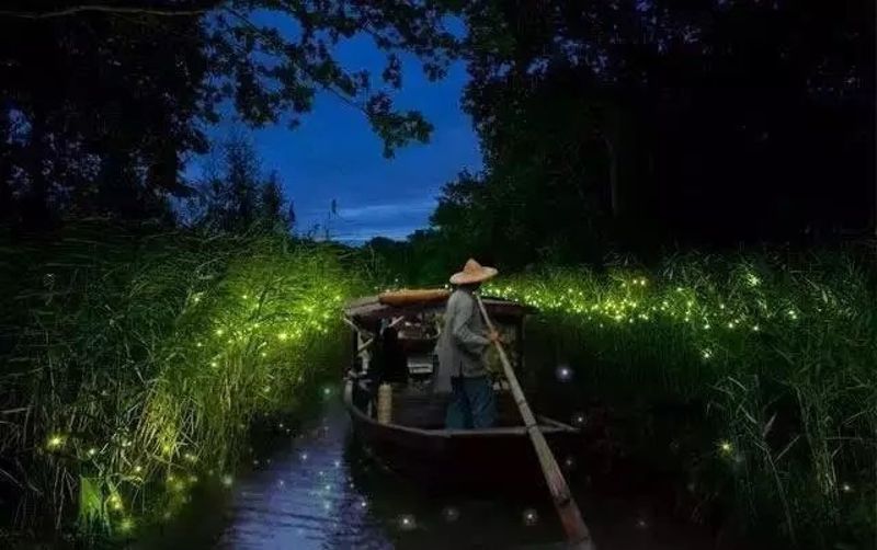 海口螢火蟲季用「買」的 保育志工抵制成功全紀錄