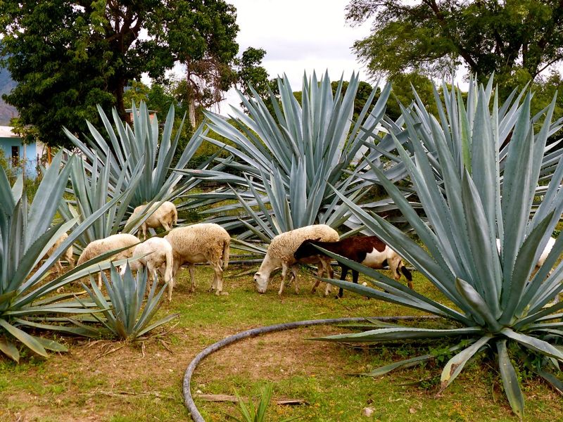 擴大生物多樣性投資 墨西哥BIOFIN發展永續生物經濟