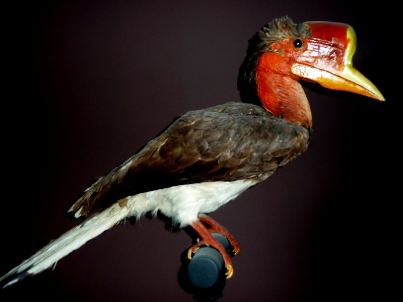 稀有盔犀鳥瀕絕 印尼盼關閉「紅色象牙」黑市