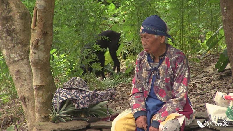 莫拉克十年系列報導 伸手所及山是家